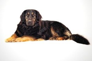 Hunderampe grosser Hund