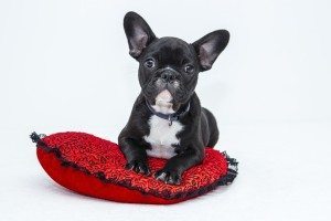 Hunderampe kleiner Hund