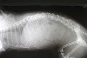 Spondylose beim Hund - Röntgenbild