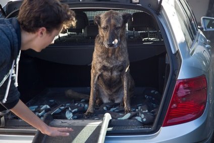 Alter Hund übt an der Hunderampe