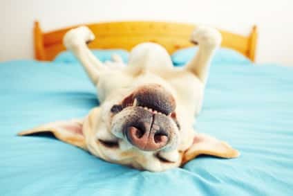 Hunderampe für das Bett Hunderampe für das Bett